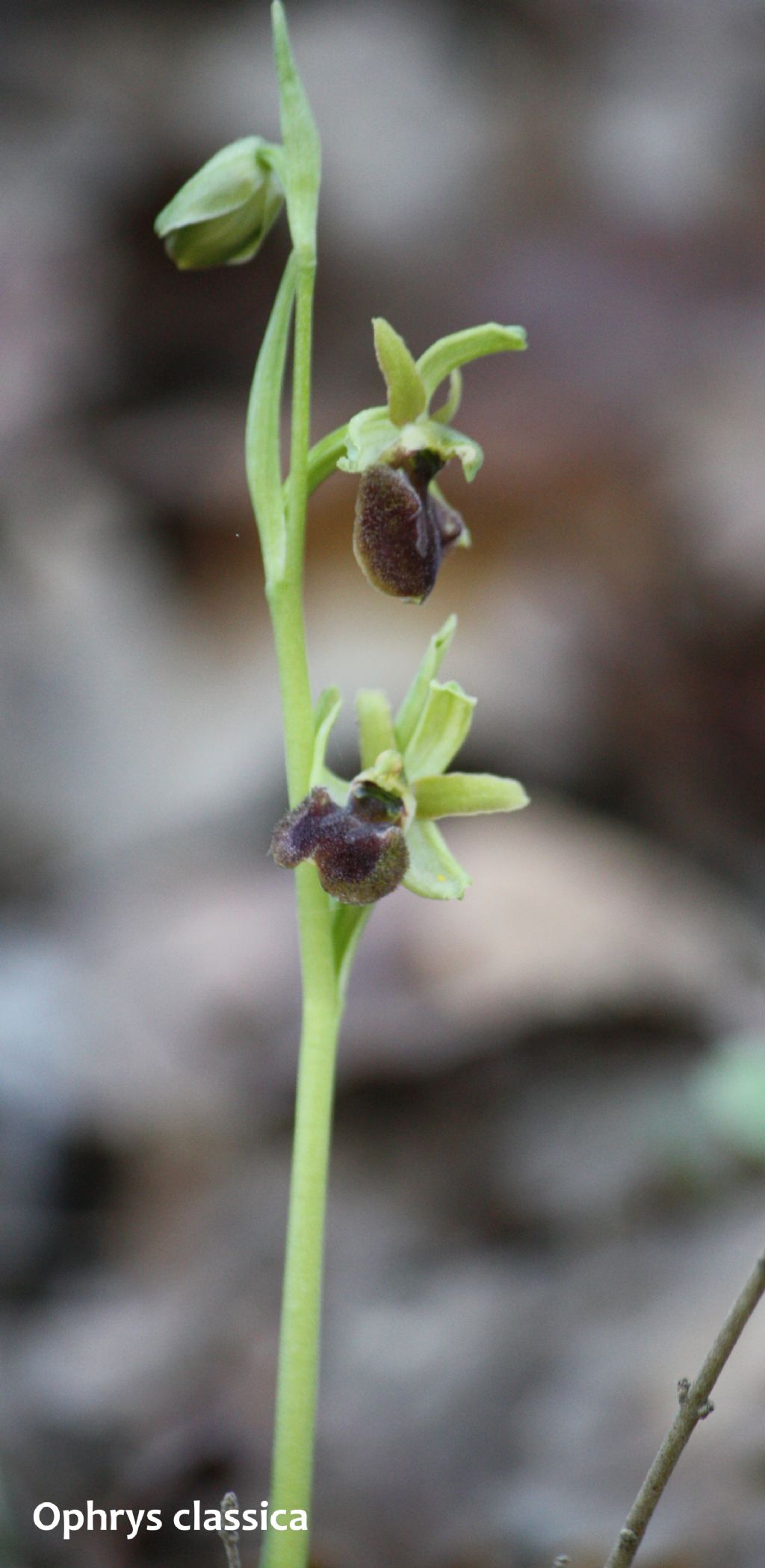 Ophrys minipassionis nell''Appennino Tosco-Emiliano